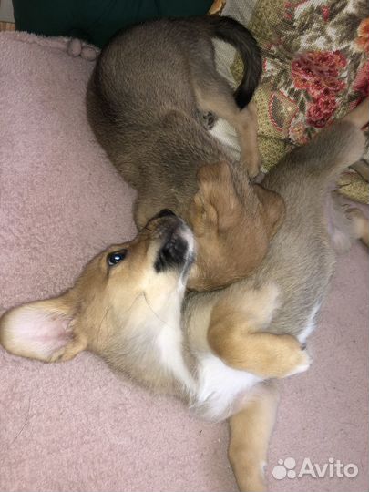 Отдам даром добрые руки щенка