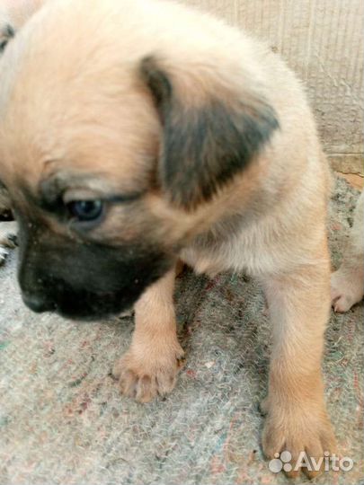 Щеночки в добрые руки