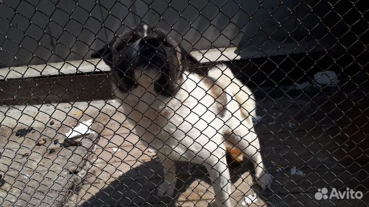 Породистые собаки в дар