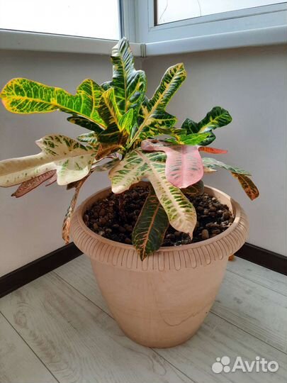 Комнатные растения большие