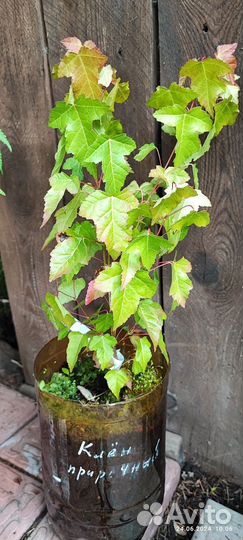 Многолетники для сада