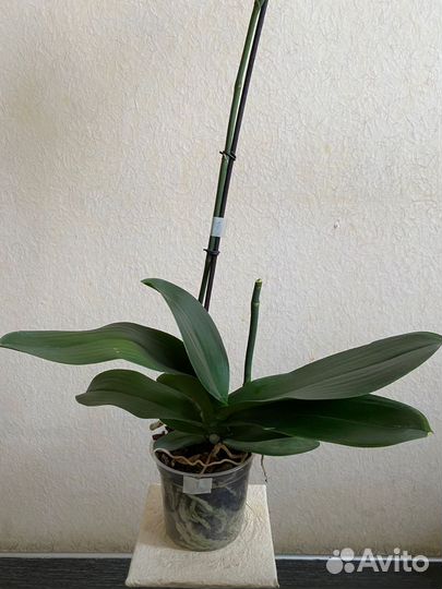 Орхидея фаленопсис