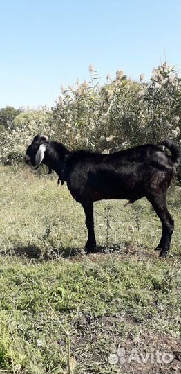 Сельхоз животные