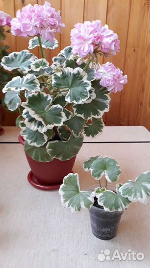 Герань пеларгония