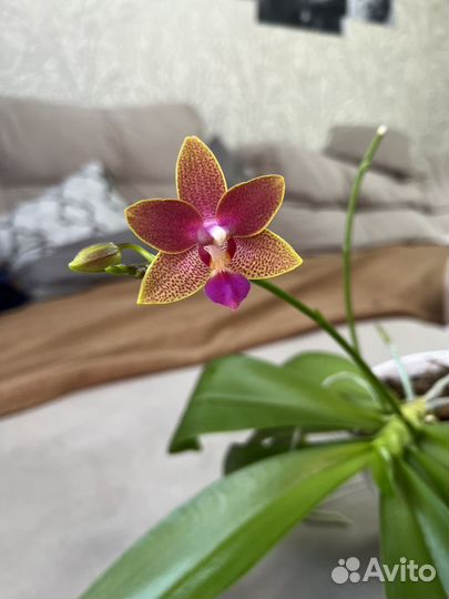 Фаленопсис