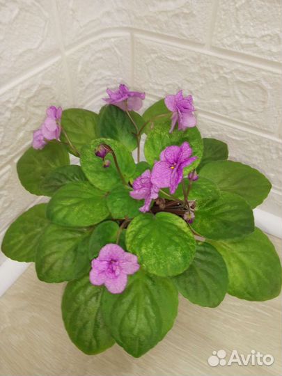 Фиалка трейлер