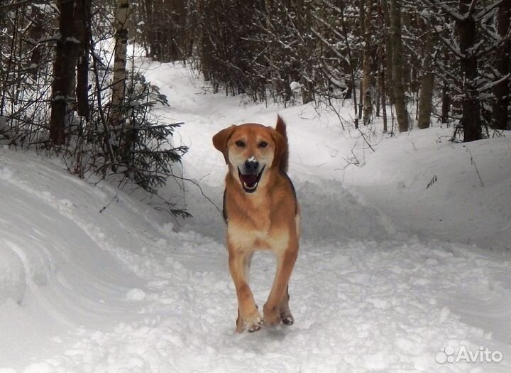Выжлец русской гончей нагоненый