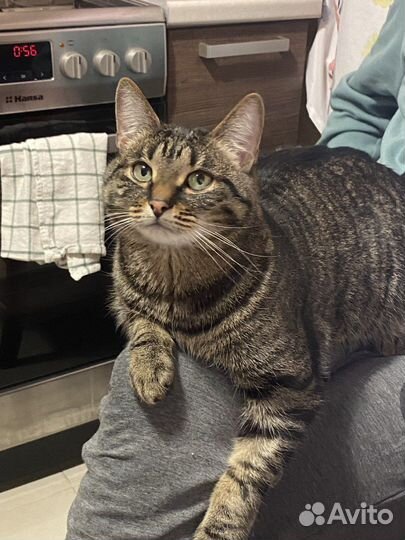 Потерялся кот