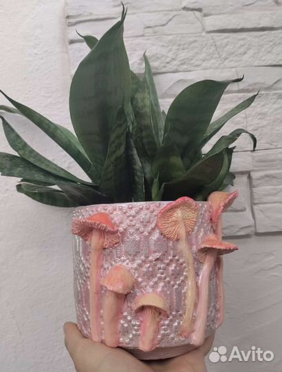 Сансевиерия