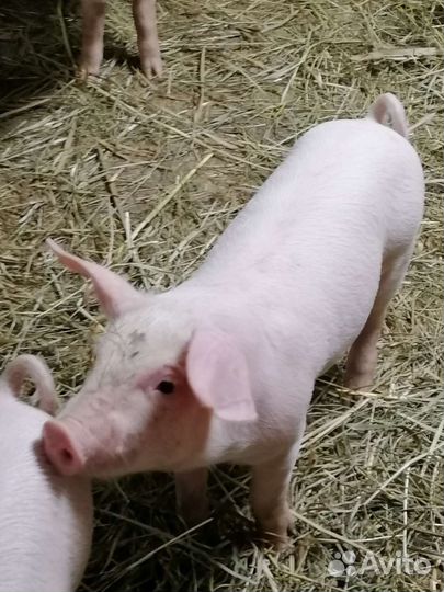 Поросята ландрас