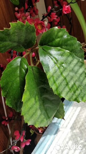 Тетрастигма Вуанье