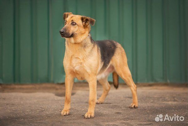 Собака в добрые руки