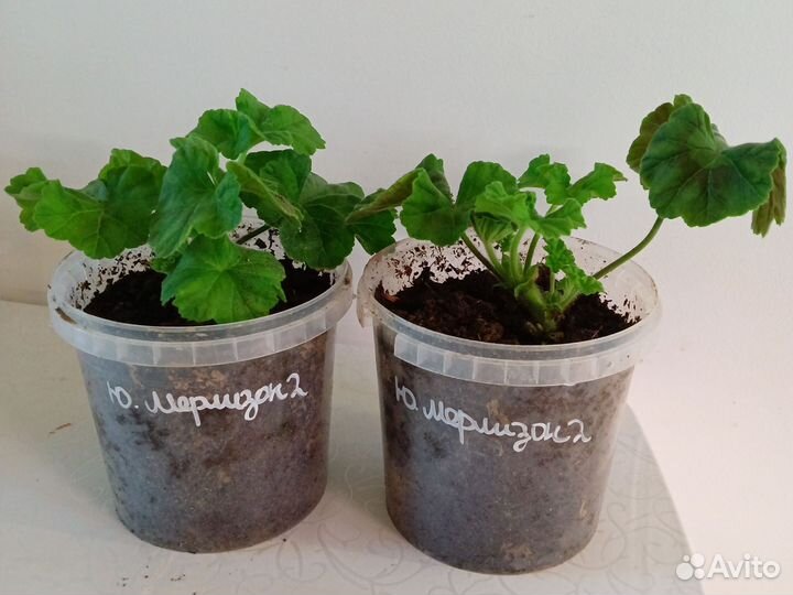 Пеларгония герань сортовая розебудная