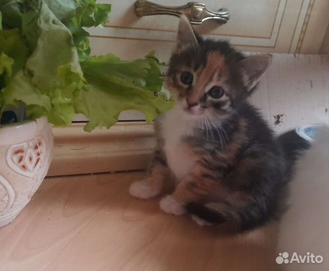 Котенок 1,5 мес трехцветка