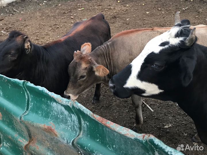 Корова и телята