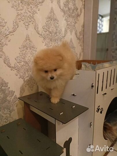 Померанский шпиц