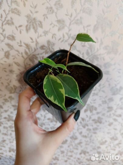 Фикус Бенджамина