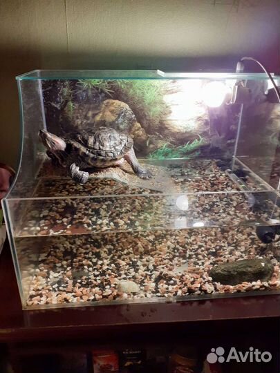 Отдам черепаху