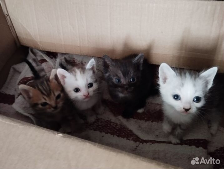 Кошка в дар