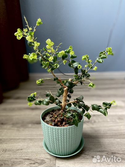 Фикус Барок