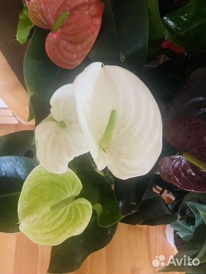 Антуриум коллекционные и сортовые