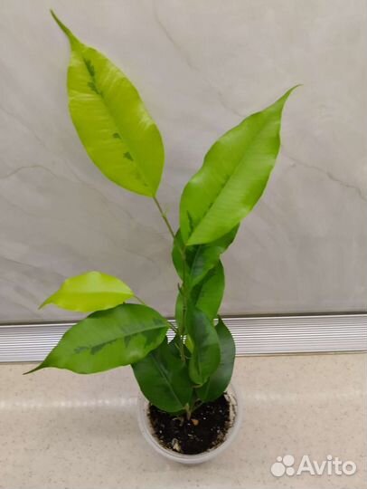 Фикусы сортовые