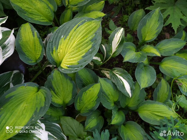 Хосты разные