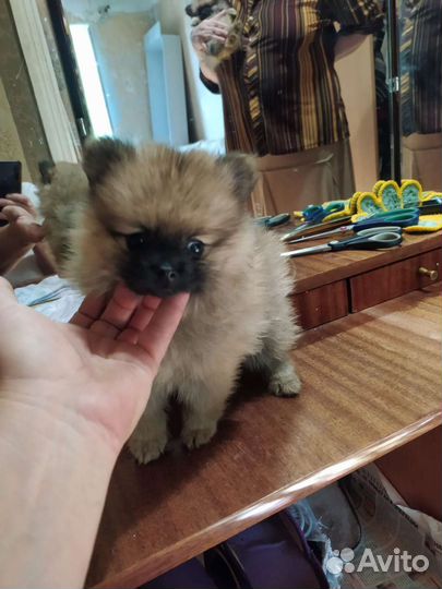 Шпицы разных окрасов. Доставка из Челябинска