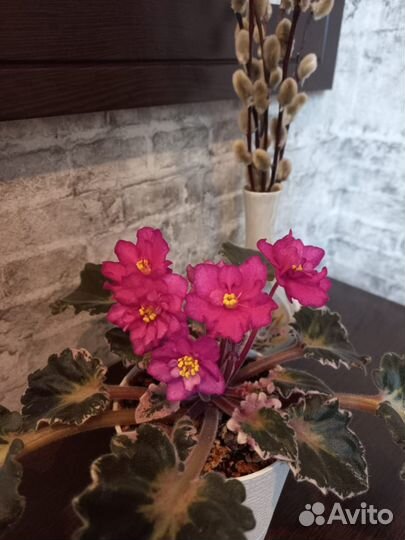 Цветущие фиалки