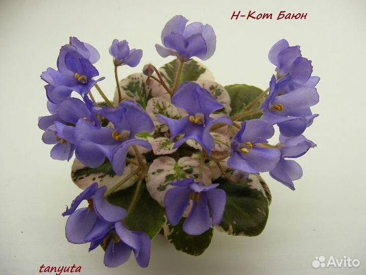 Набор деток мини фиалок