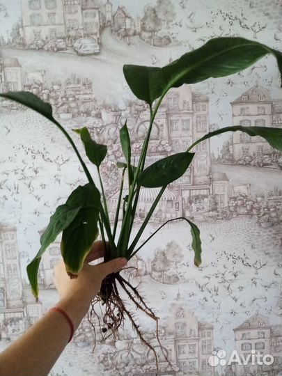 Спатифиллум