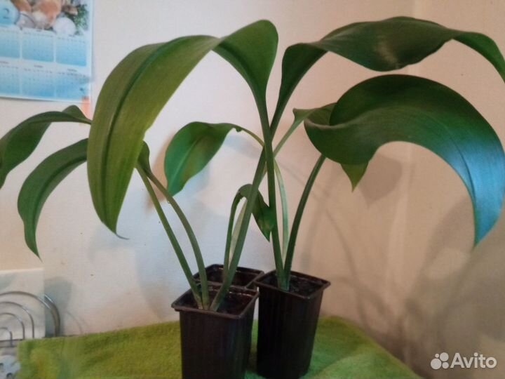 Эухарис (амазонская лилия)