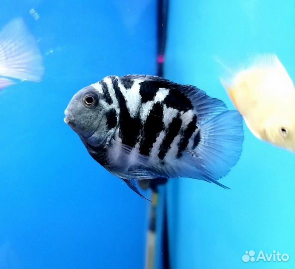 Аквариумные рыбки