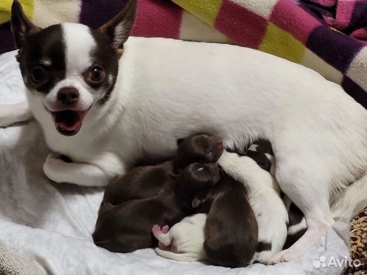 Щенки чихуахуа