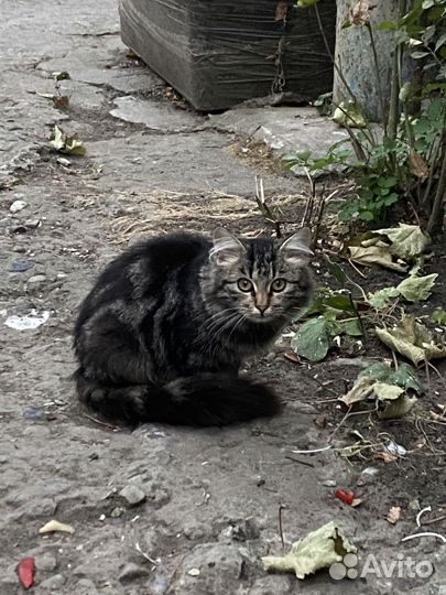 Котята бесплатно