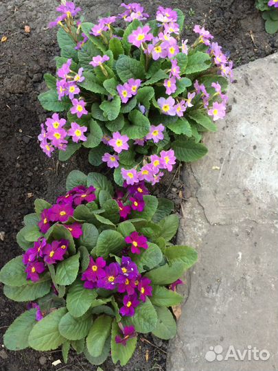 Гравилат, колокольчик, монарда