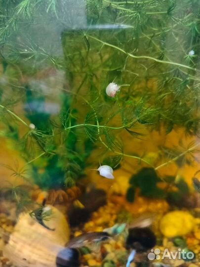 Улитки аквариумные ампулярии