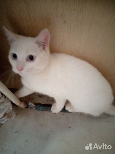 Кошки бесплатно