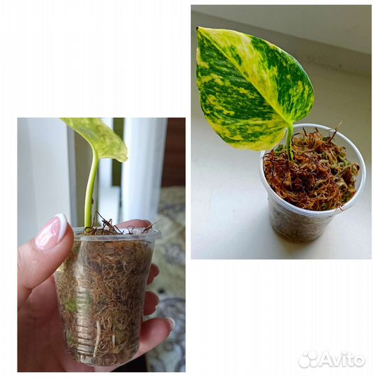 Сциндапсусы, аглаонема