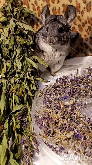 Корм, засушки, веники для грызунов и кроликов