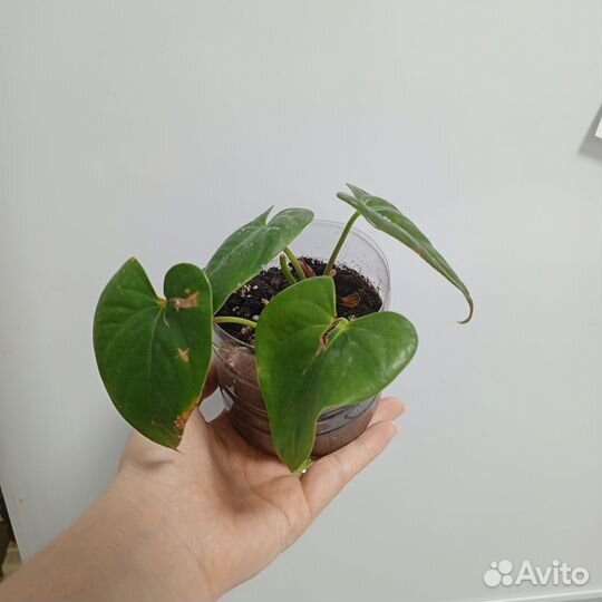 Комнатные цветы антуриум