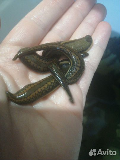 Пиявки медицинские