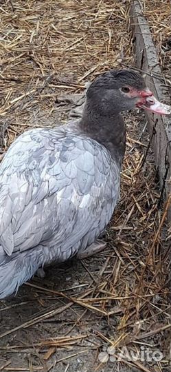 Ведётся запись на ия индоуток немецкой линии