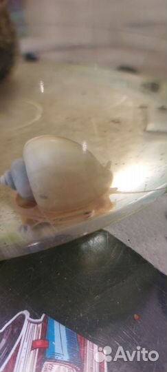 Ампулярии белые