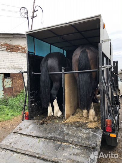 Перевозка животных, коневоз, скотовоз (крс, лошади