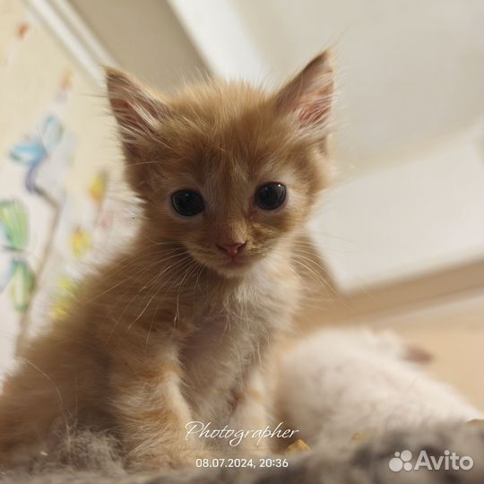 Котята ищут дом