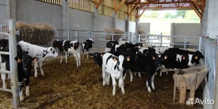 Телята бычки