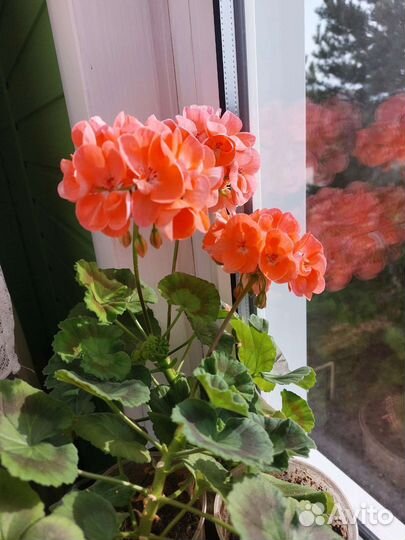 Герань пеларгония