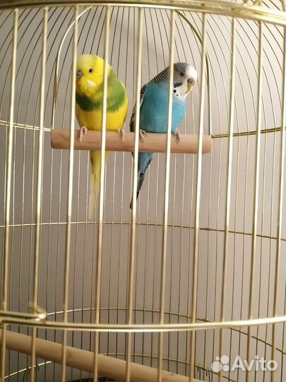Волнистые попугаи с клеткой