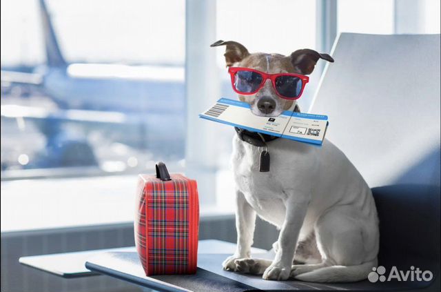 Справки для животных на выезд,вет паспорт,титры